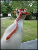 corn snake
