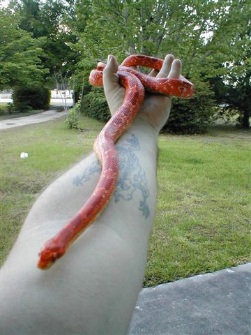 corn snake