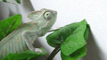 Chameleon
