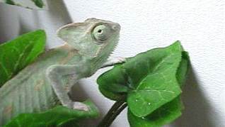 Chameleon