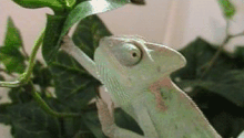Chameleon2