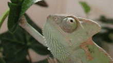 Chameleon3