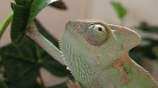 Chameleon3