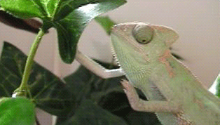 Chameleon4
