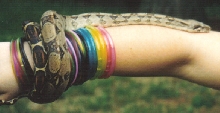on my arm