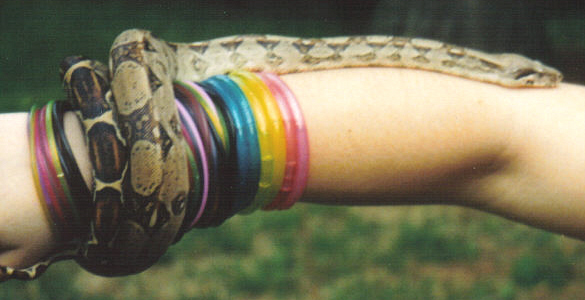 on my arm