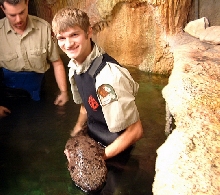 Japanese Giant Salamander
