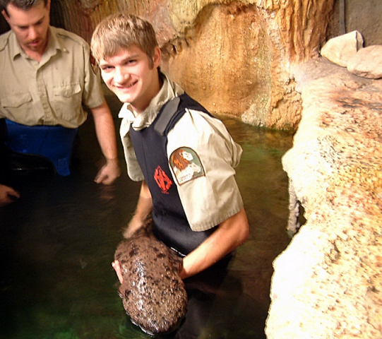 Japanese Giant Salamander