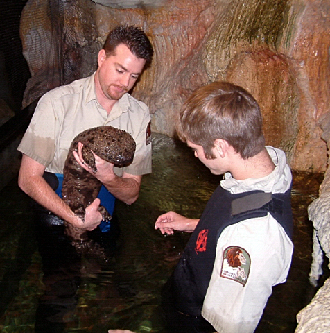 Japanese Giant Salamander 2