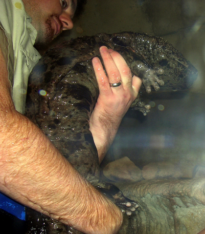 Japanese Giant Salamander 4