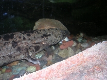 Japanese Giant Salamander 3
