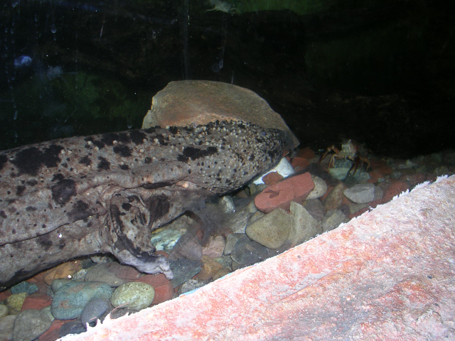 Japanese Giant Salamander 3