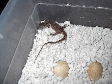 Yellow Ackie Hatchling