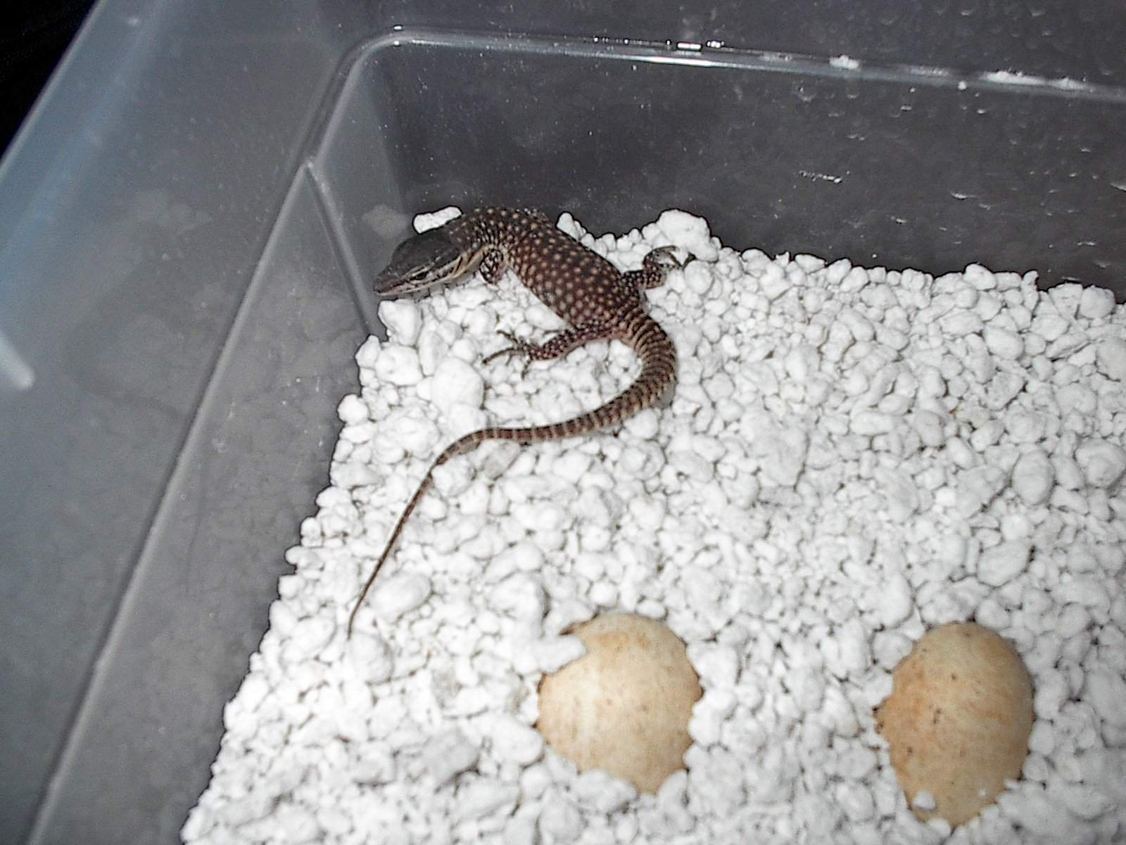 Yellow Ackie Hatchling