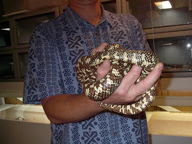 Male Fla. Kingsnake