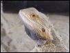 Orange Phase male