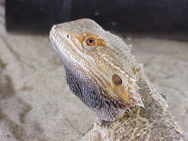 Orange Phase male