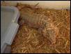 Red Male Tegu