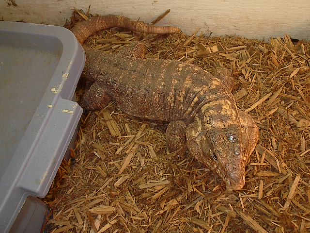 Red Male Tegu