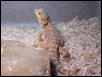 A Sandfire Red male