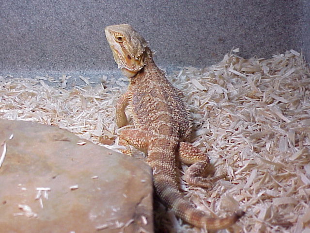 A Sandfire Red male