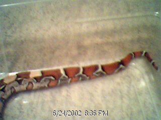 Recent tail shot