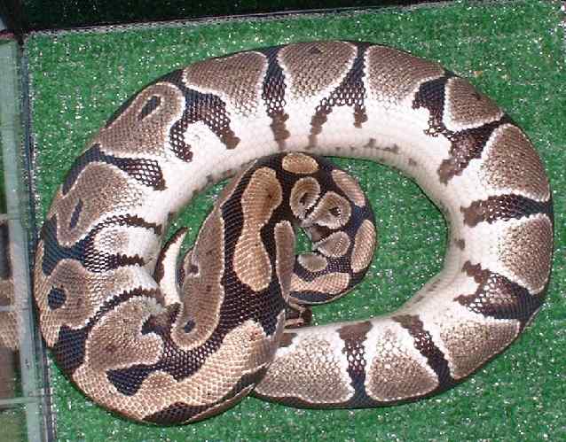 Pandora, 3 yrs old