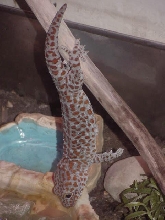 Big Red drinking