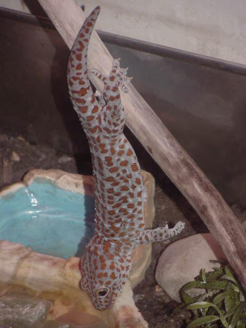 Big Red drinking