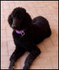 Merlot2