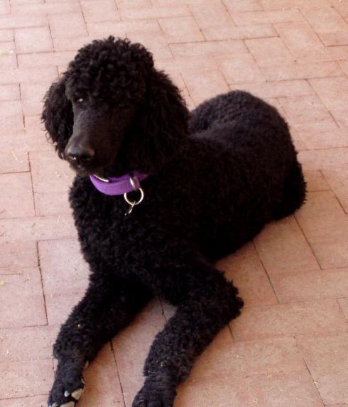 Merlot2