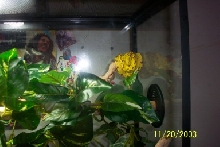 Biak GTP