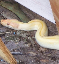 Alb.Patternless Burm