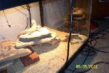 My uro's