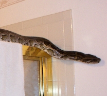 [Neeper]Burmese python