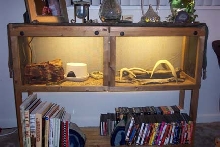 gecko shelf