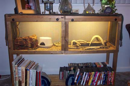 gecko shelf