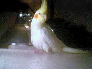 My beautiful Maize