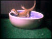In the waterdish
