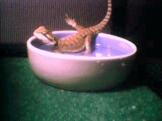 In the waterdish