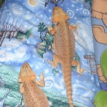Yusuke and Woodrow