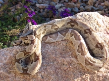 Male Ghost Boa