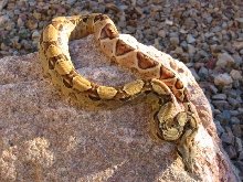 High Contrast DH Ghost female