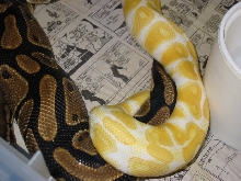 Male albino breeding 50% het albino