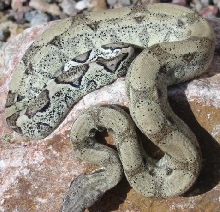 Anery male 66% pos. het. Albino