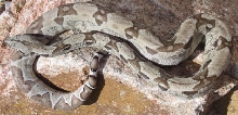 Ghost Boa