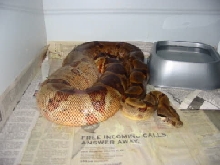 Gravid Super Hypo