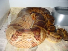 Another pic of gravid hypo