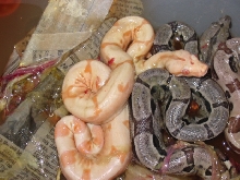 Sunglow Boa