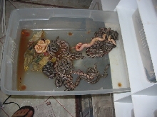 Sunglow Litter 2004